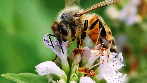 Monsanto Announces New Initiative on Honey Bee Health