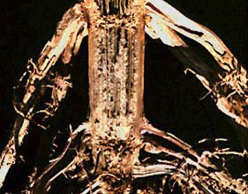 Monsanto Expands Agreement with Israel’s Evogene