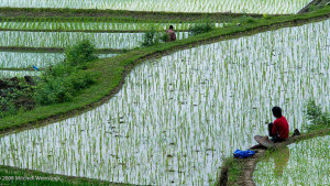 Chinese Crop Protection Market Valued at $14 Billion at Farmer Level-Study