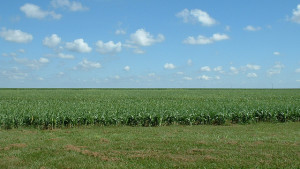 Glyphosate Still Under Threat in Brazil – Report