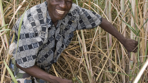 Input Subsidies in Sub-Saharan Africa Regain Favor