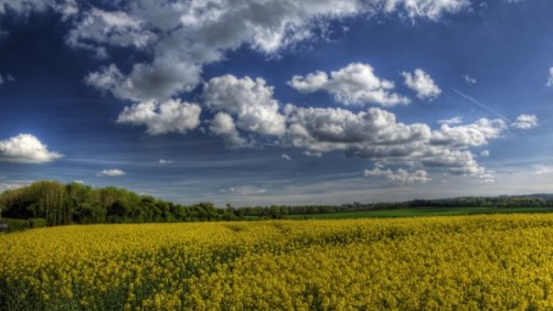 Why Europe Needs More Productive Agriculture