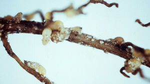 Nufarm to Launch Nematode Seed Treatment