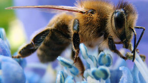 Honey Bees and Climate Change: A Hypothesis