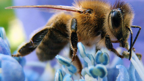 Obama Creates Pollinator Health Task Force