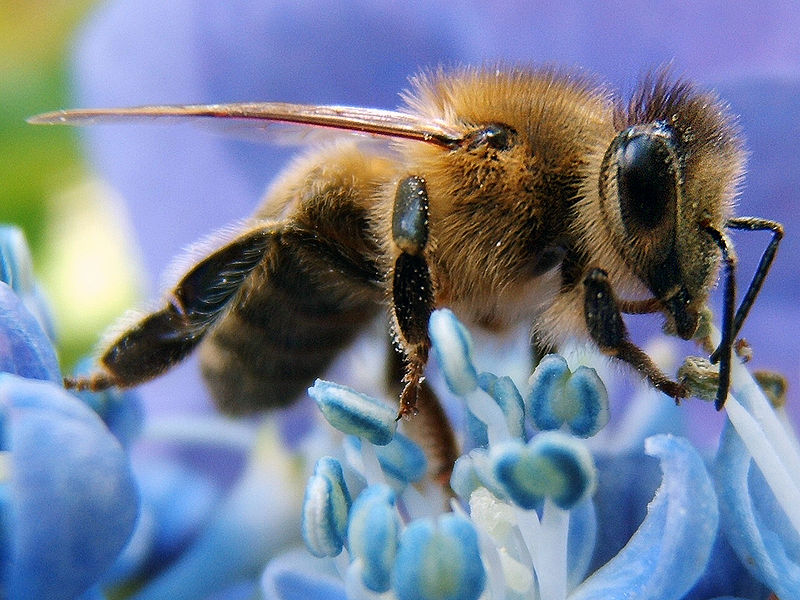 Beekeeper - Wikipedia