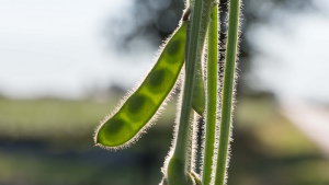 U.S. Agricultural Exports Threatened by EU Regulations