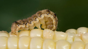 Brazil Declares Emergency in Two More States