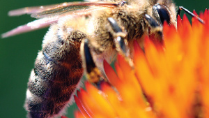 拜耳回应欧洲食品安全局 (EFSA) 关于 Neonics 的结论