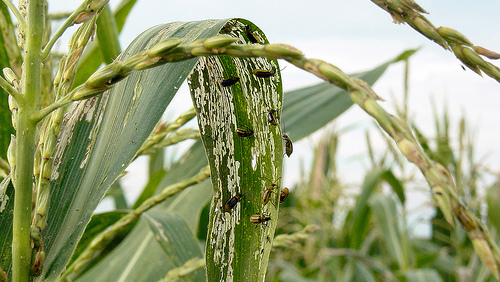DuPont Pioneer: New Way to Control Corn Rootworm Discovered