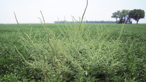 Herbicides 2014: A Weed Killer For Every Weed