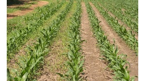 Report: Crop Protection Market to Grow 5.4% Through 2018