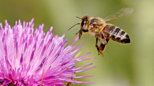 EPA Says Unlikely to Approve New Outdoor Neonicotinoid Uses