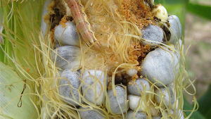 Opportunity to Fast-Track Register Insecticides in Brazil Widens