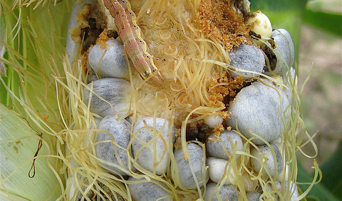 Opportunity to Fast-Track Register Insecticides in Brazil Widens