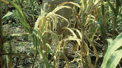 FAO, African Union to Develop Early Warning System for Pests in Africa