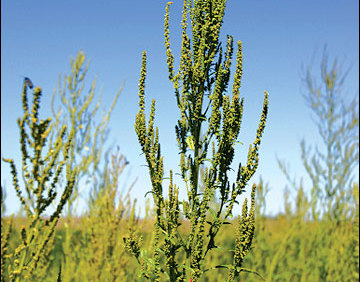 BASF: Growers Plan New Strategies to Combat Weed Resistance