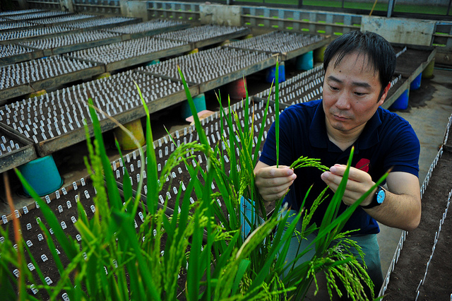 Scientists Discover Yield-Boosting Rice Gene - AgriBusiness Global