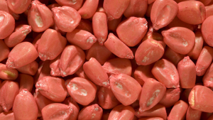 ChemLinked: ICAMA Registration of Seed Treatment to Double in Next Three Years