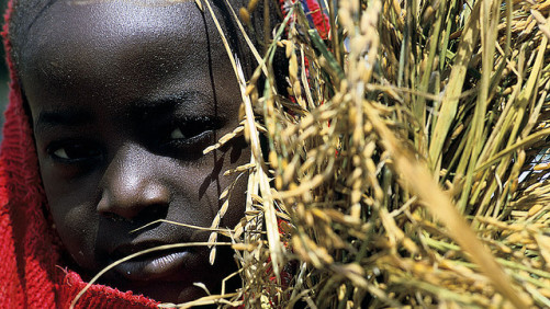 El Banco Mundial financia los planes de agronegocios de Senegal; También ayudará a una región más amplia del Sahel