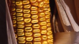 Dow’s Enlist Nears USDA Approval