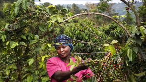 USAID, AGRA to Improve Smallholder Access to Crop Inputs