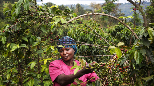 USAID, AGRA to Improve Smallholder Access to Crop Inputs