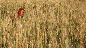 World Fertilizer Demand to Rebound in 2014