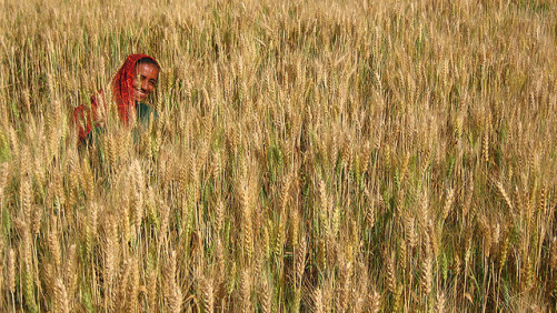 World Fertilizer Demand to Rebound in 2014