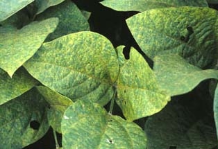 DuPont Pioneer, Two Blades Foundation to Collaborate on Asian Soybean Rust