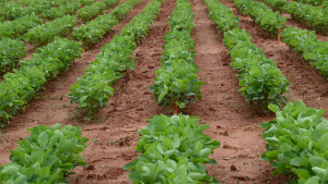 Aproveite o solo para alimentar sua colheita