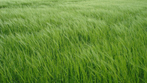 Sipcam, Albaugh and AGT Partner to Bring CoAxium Production System to Australian Barley Growers