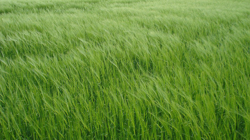 BASF: ‘Big Year’ for PGRs Expected