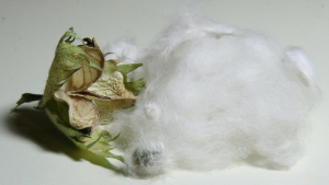 Cheminova Launches Herbicide for Glyphosate-Resistant Weeds