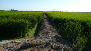 BASF to Launch Herbicide-Tolerant Rice System