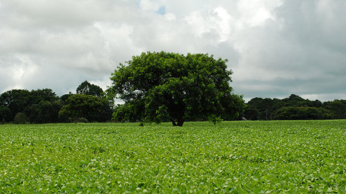 Brazil Bans Fungicide Carbendazim