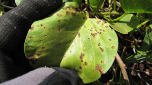 Cheminova Debuts Cercobin Fungicide