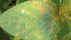 Sumitomo adquiere fungicida de Bayer