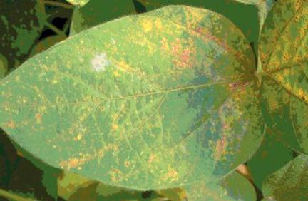 Bayer Expands Capacity for Nativo Fungicide Production