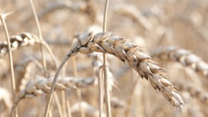 Bayer, Targenomix in Research Agreement