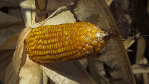 Lower Corn Plantings, North American Herbicide Volumes Hit DuPont
