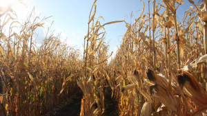 Syngenta otorga licencia a la tecnología de etanol celulósico ACE