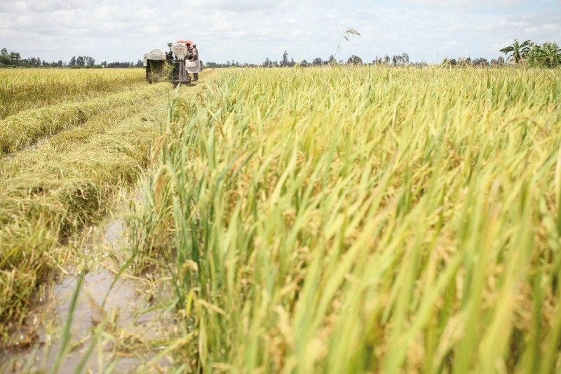 South Korea Approves Bayer's Rice Herbicide Council - AgriBusiness Global