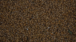 Brazil Cuts into U.S. Soybean Market Share in China