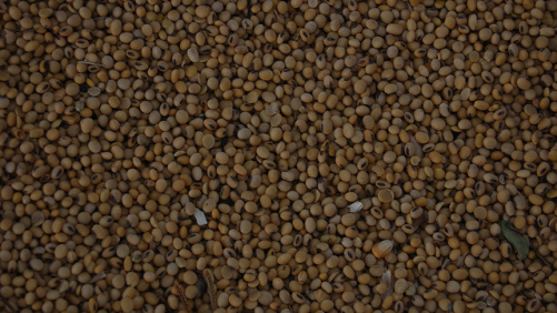 Brazil Cuts into U.S. Soybean Market Share in China