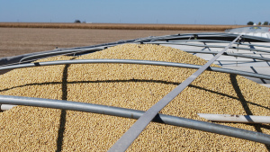 In Trade War, U.S. Soy May Be Safe – Rabobank