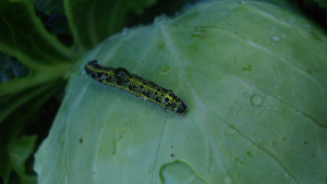 Mitsui Grants BASF Rights to Market New Insecticide