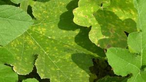 Sumitomo Launches New Seed Treatment in U.S.