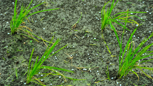 China’s Phosphate Producers Likely to Curb Production in 2018