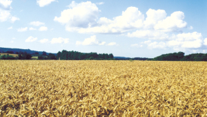 Albaugh Enters Collaboration on New Wheat Varietites